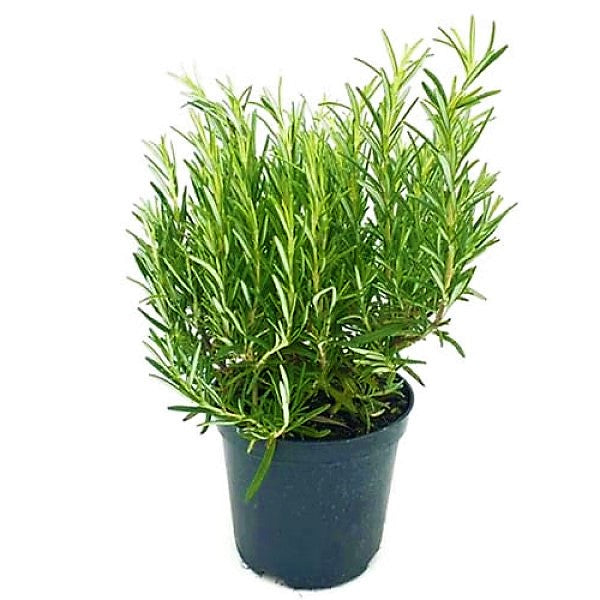 Rosmarinus Officialis, Rosemary Herb Indoor -Buy online Best and Healthy Plants and quality products guarantee in Dubai Plants Shop in Dubai Abu Dhabi all over UAE Plants near me Fresh Plants in Dubai where to buy plants in UAE`
