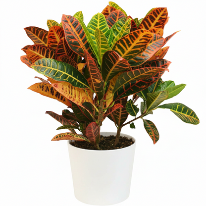 Codiaeum Variegatum , Croton (Indoor)