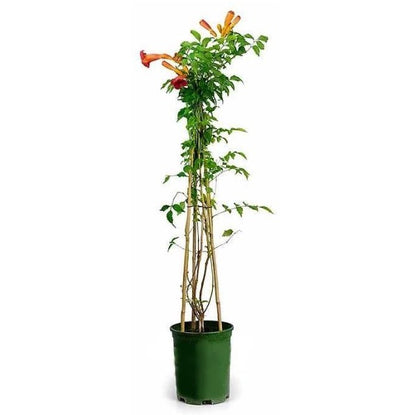 Campsis Radicans, Trumpet Vine - www.Greenie.ae Buy online Best and Healthy Plants and quality products guarantee in Dubai Plants Shop in Dubai Abu Dhabi all over UAE Plants near me Fresh Plants in Dubai where to buy plants in UAE - Greenie.ae