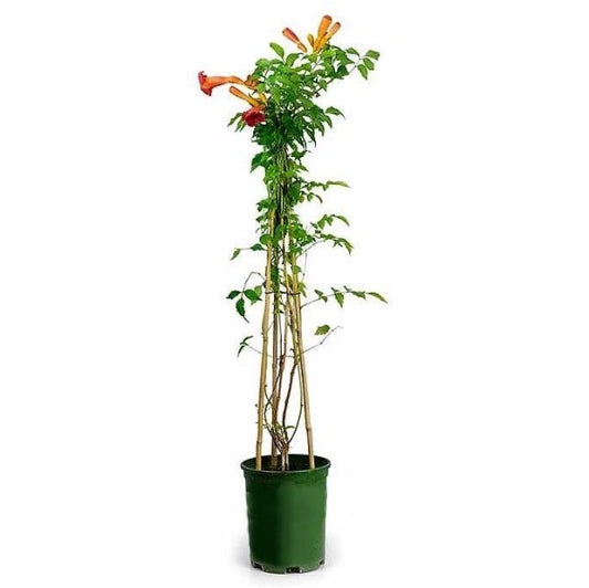 Campsis Radicans, Trumpet Vine - www.Greenie.ae Buy online Best and Healthy Plants and quality products guarantee in Dubai Plants Shop in Dubai Abu Dhabi all over UAE Plants near me Fresh Plants in Dubai where to buy plants in UAE - Greenie.ae