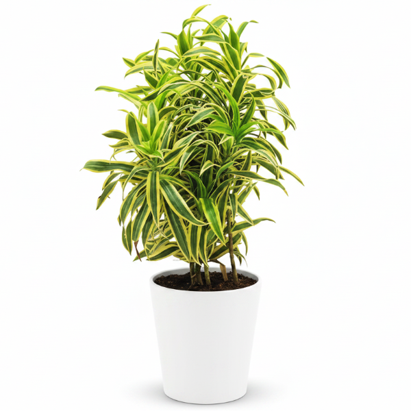 Dracaena Reflexa, Song of India, Pleomele