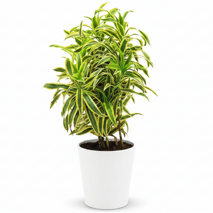 Dracaena Reflexa, Song of India, Pleomele