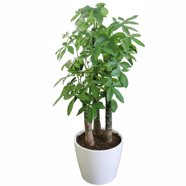 Pachira aquatica, Money Tree, Triple Trunk - Greenie.ae Dubai UAE Delivery Online Shop