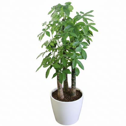 Pachira aquatica, Money Tree, Triple Trunk - Greenie.ae Dubai UAE Delivery Online Shop
