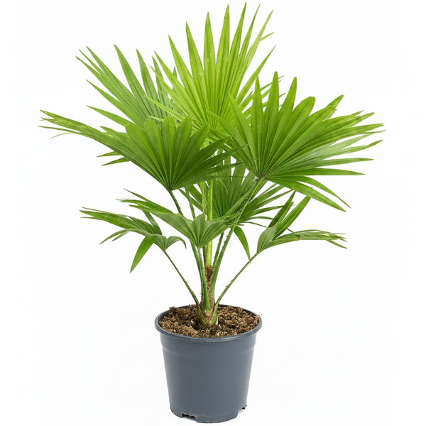 Livistona Palm, Footstool Palm, Table Palm, Fan Palm - Greenie.ae Dubai UAE Delivery Online Shop