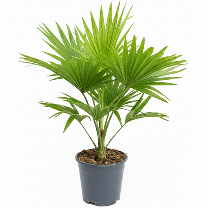 Livistona Palm, Footstool Palm, Table Palm, Fan Palm - Greenie.ae Dubai UAE Delivery Online Shop