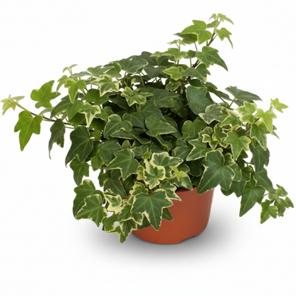 Hedera helix or English Ivy (Mixed Per Plant)