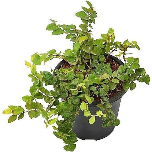Climbing Fig, Ficus Pumila - www.Greenie.ae Buy online Best and Healthy Plants and quality products guarantee in Dubai Plants Shop in Dubai Abu Dhabi all over UAE Plants near me Fresh Plants in Dubai where to buy plants in UAE - Greenie.ae
