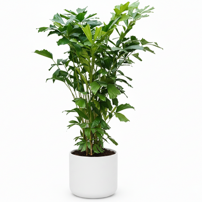 Fishtail Palm, Caryota Mitis