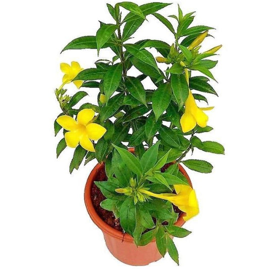 Allamanda Cathartica, Golden Trumpet - www.Greenie.ae Buy online Best and Healthy Plants and quality products guarantee in Dubai Plants Shop in Dubai Abu Dhabi all over UAE Plants near me Fresh Plants in Dubai where to buy plants in UAE - Greenie.ae