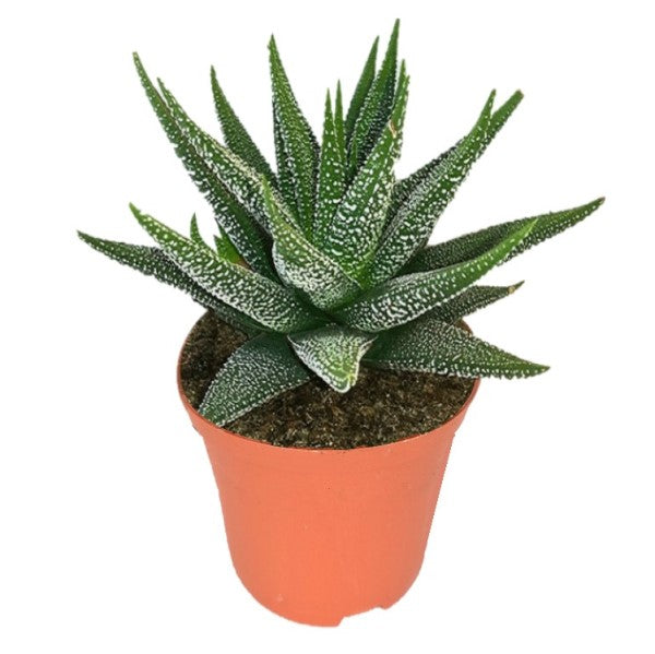 Zebra Cactus, Haworthia Fasciata Concolor - www.Greenie.ae Buy online Best and Healthy Plants and quality products guarantee in Dubai Plants Shop in Dubai Abu Dhabi all over UAE Plants near me Fresh Plants in Dubai where to buy plants in UAE - Greenie.ae