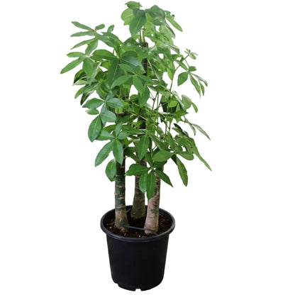 Pachira aquatica, Money Tree, Triple Trunk - Greenie.ae Dubai UAE Delivery Online Shop