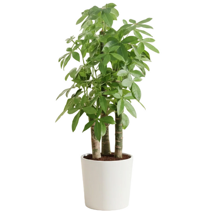 Pachira aquatica, Money Tree, Triple Trunk - Greenie.ae Dubai UAE Delivery Online Shop