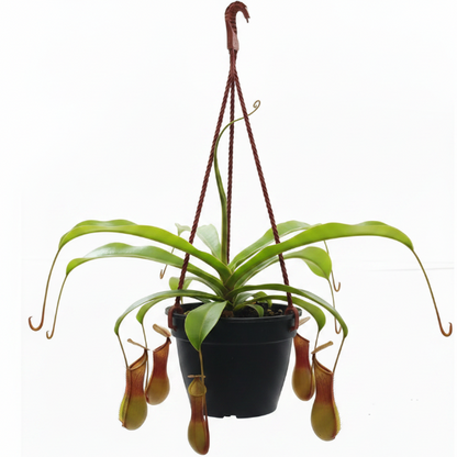 Monkey Jar , Nepenthes