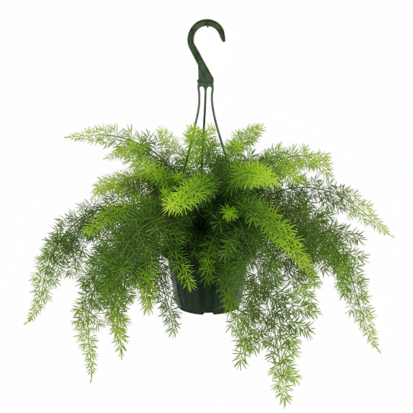 Asparagus Hanging