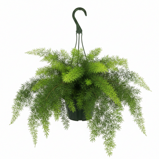 Asparagus Hanging