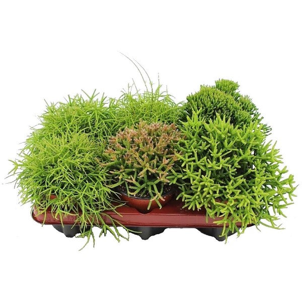 Rhipsalis mix - www.Greenie.ae Buy online Best and Healthy Plants and quality products guarantee in Dubai Plants Shop in Dubai Abu Dhabi all over UAE Plants near me Fresh Plants in Dubai where to buy plants in UAE - Greenie.ae