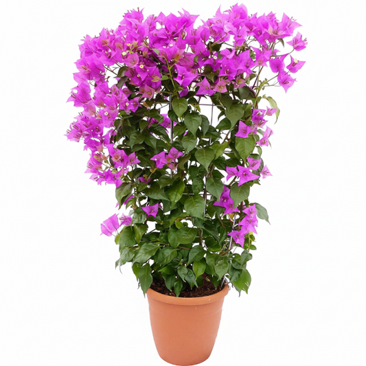 Bougainvillea Alexandra , Purple Paper Flower