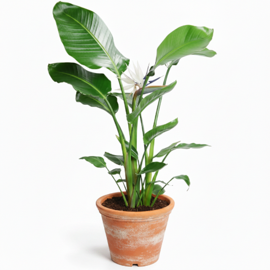 Bird of Paradise, Strelitzia Nicolai