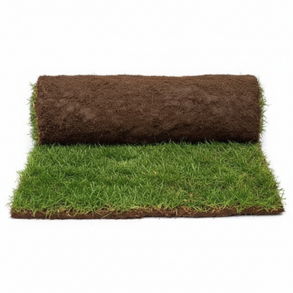 Natural Carpet Grass, American Bermuda - Greenie.ae Dubai UAE Delivery Online Shop