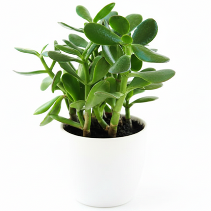 Money Tree, Crassula ovata, Dollar Plant, Jade Tree