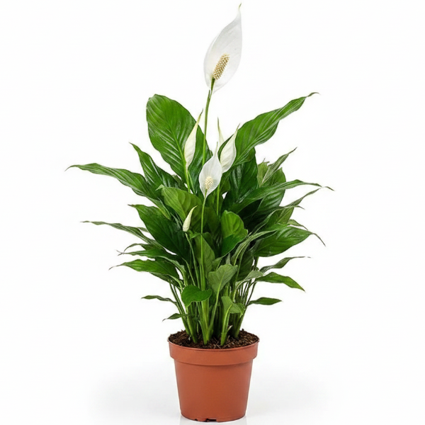 Peace Lily, Spathiphyllum