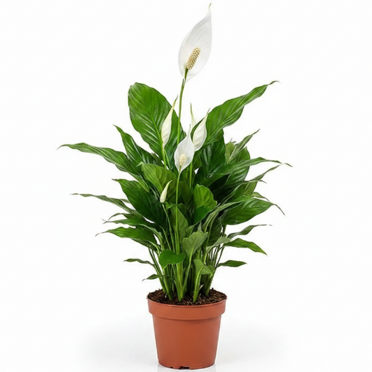 Peace Lily, Spathiphyllum