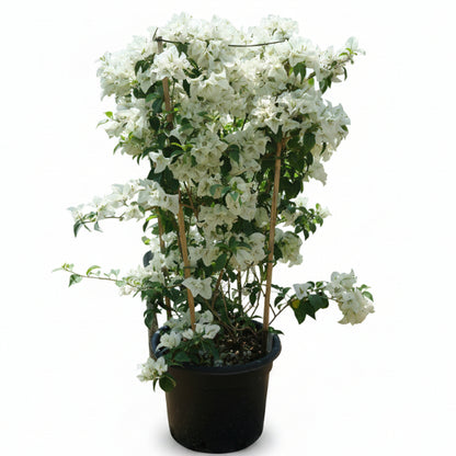 Bougainvillea Glabra White