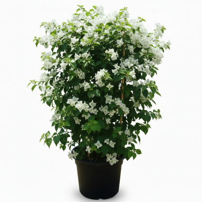 Bougainvillea Glabra White