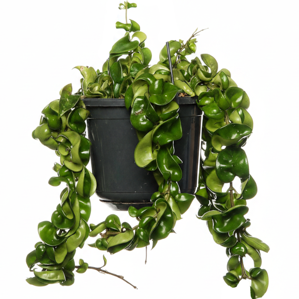Rope Plant, Hoya Carnosa Compacta, Porcelain Flower