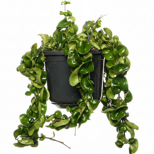 Rope Plant, Hoya Carnosa Compacta, Porcelain Flower