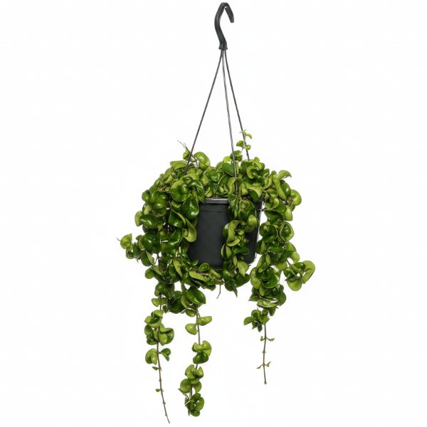 Hanging green plant with black pot on a white background