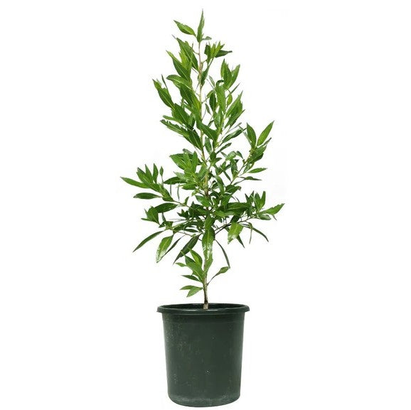 Damas tree, Conocarpus erectus