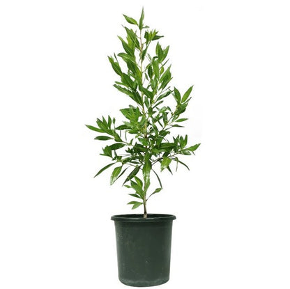 Damas tree, Conocarpus erectus