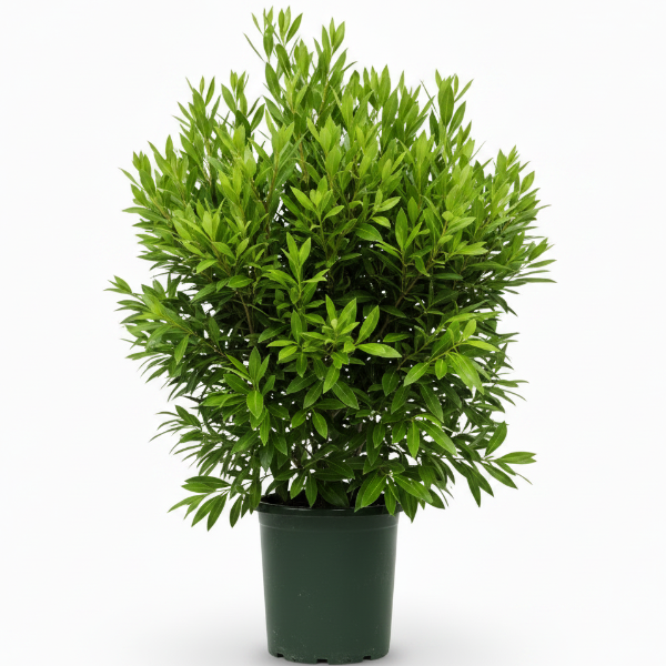 Damas tree, Conocarpus erectus
