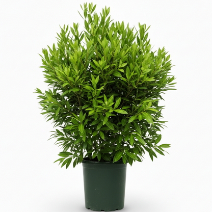 Damas tree, Conocarpus erectus
