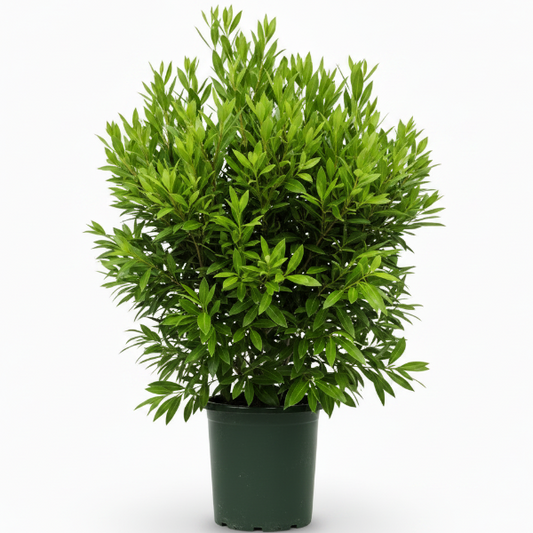 Damas tree, Conocarpus erectus