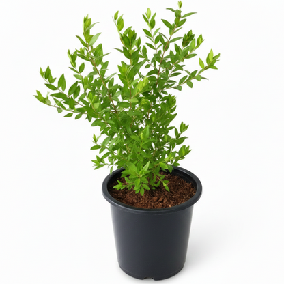 Myrtle, Myrtus Communis - Greenie.ae Dubai UAE Delivery Online Shop
