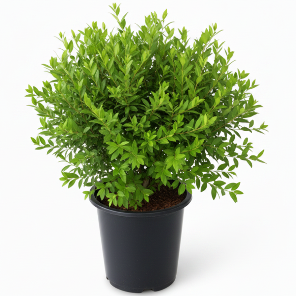 Myrtle, Myrtus Communis - Greenie.ae Dubai UAE Delivery Online Shop