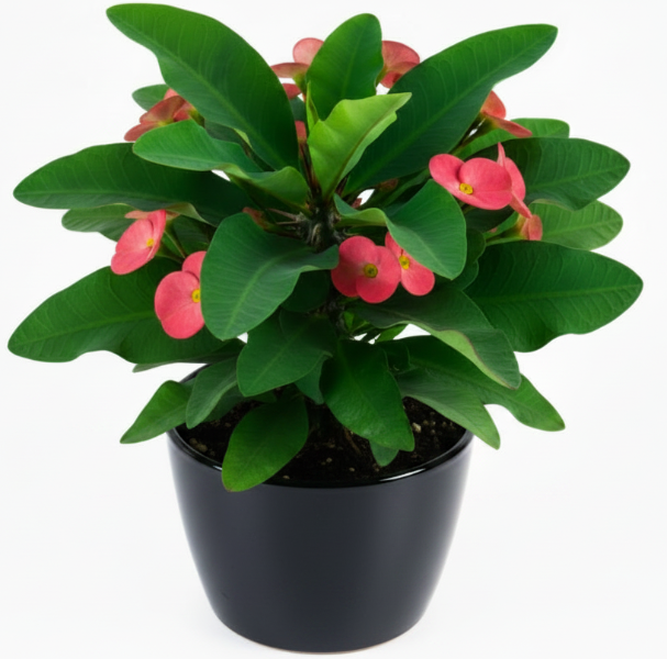 Euphorbia Milii, Crown Of Thorns