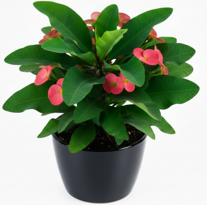 Euphorbia Milii, Crown Of Thorns