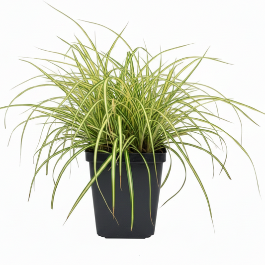 Carex Hachjioensis, EverGold