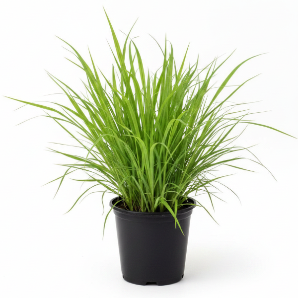 Lemon Grass, Cymbopogon Citratus - Greenie.ae Dubai UAE Delivery Online Shop