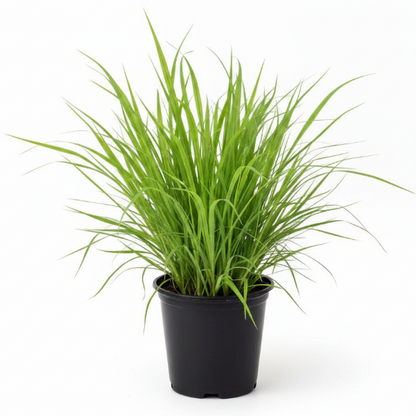 Lemon Grass, Cymbopogon Citratus - Greenie.ae Dubai UAE Delivery Online Shop