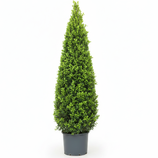 Ficus Diversifolia, Ficus Panda - Cone Shape