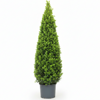 Ficus Diversifolia, Ficus Panda - Cone Shape