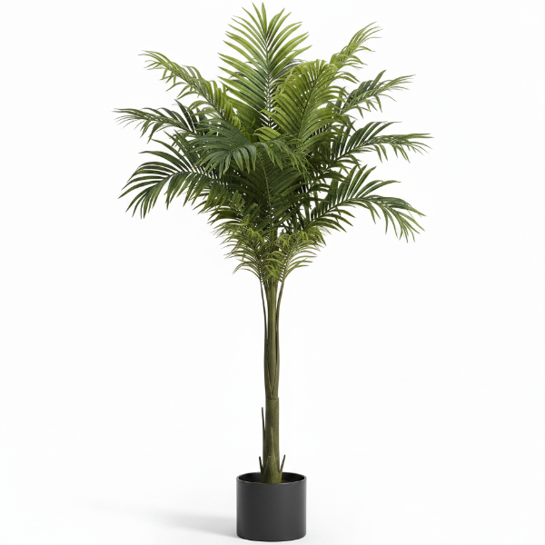 Foxtail Palm, Wodyetia Bifurcata