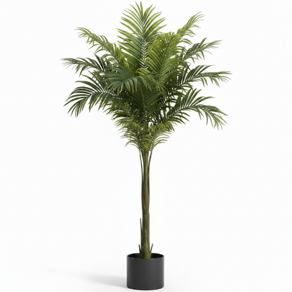 Foxtail Palm, Wodyetia Bifurcata