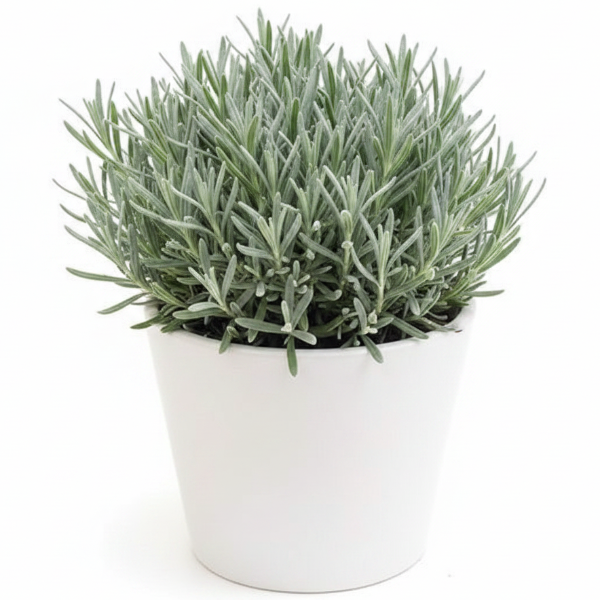 Lavender Herb, Lavandula Dentata - Greenie.ae Dubai UAE Delivery Online Shop