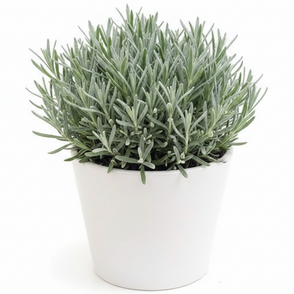 Lavender Herb, Lavandula Dentata - Greenie.ae Dubai UAE Delivery Online Shop